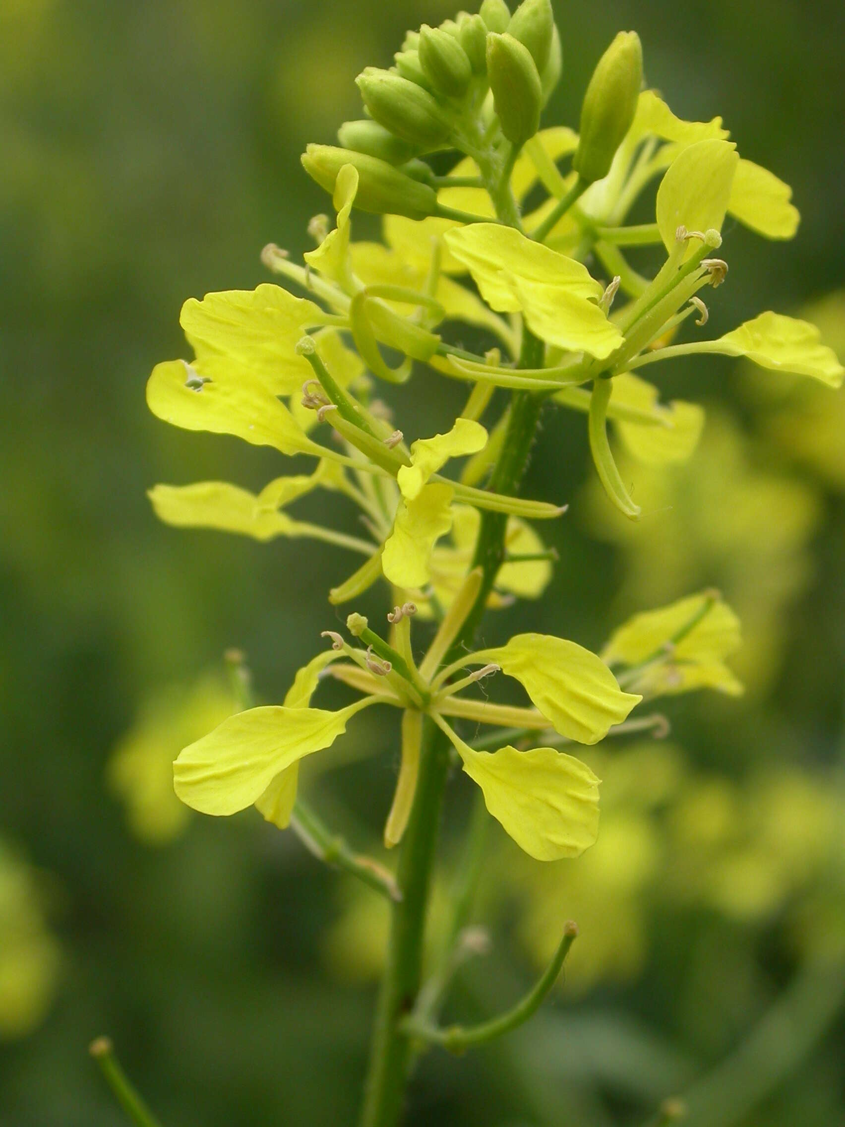 Image of charlock mustard