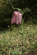 Image of Fritillaria tubaeformis subsp. tubaeformis