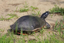 Image of American Red-bellied Turtle