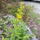 Solidago glomerata Michx. resmi