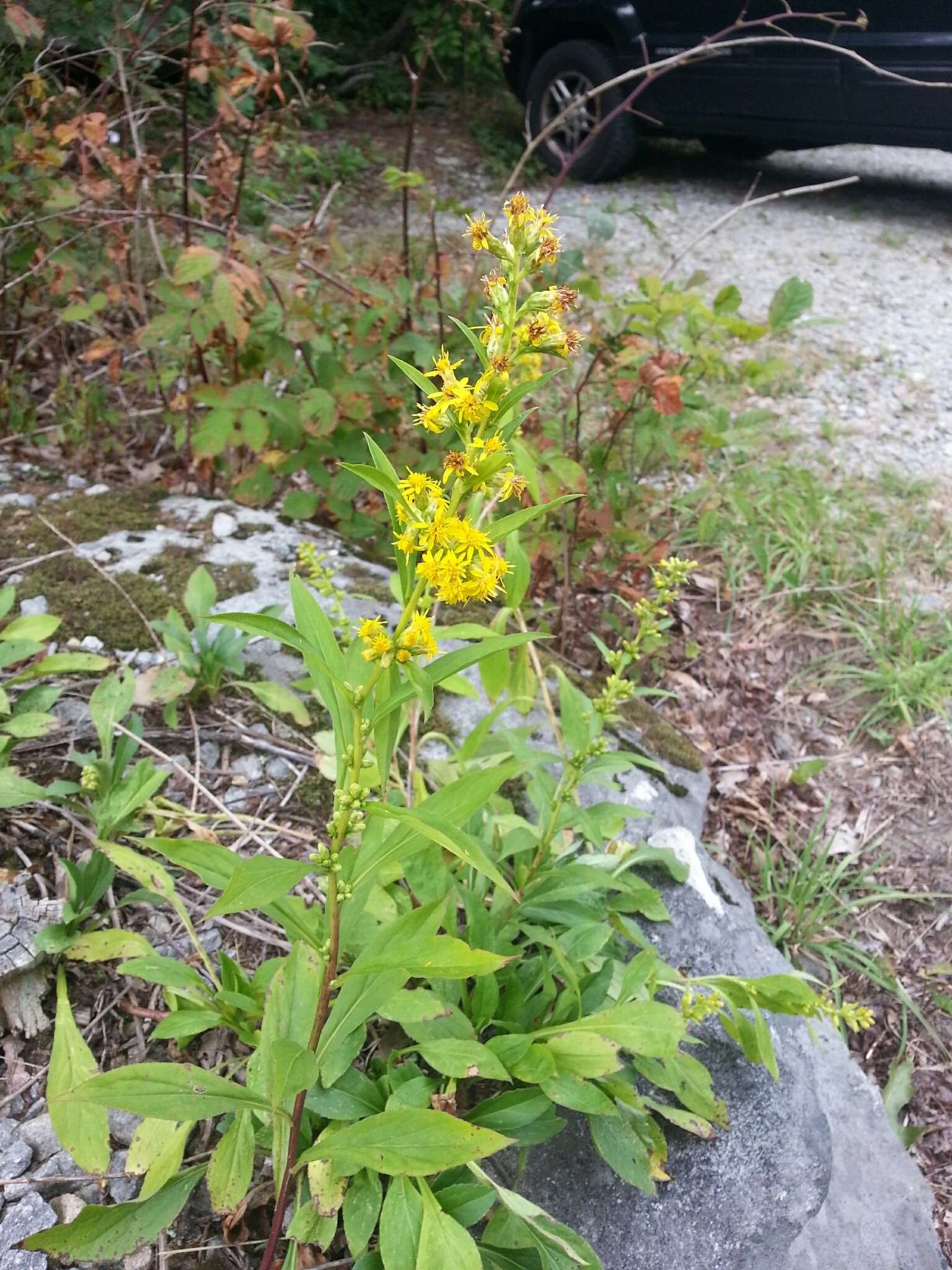 Solidago glomerata Michx. resmi