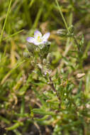 Image de spergulaire marginée