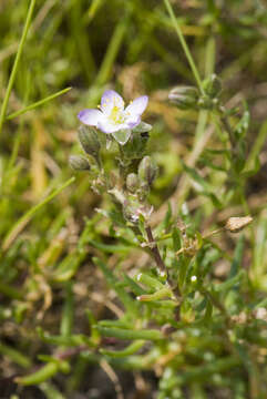 Image of Spergularia media (L.) C. Presl