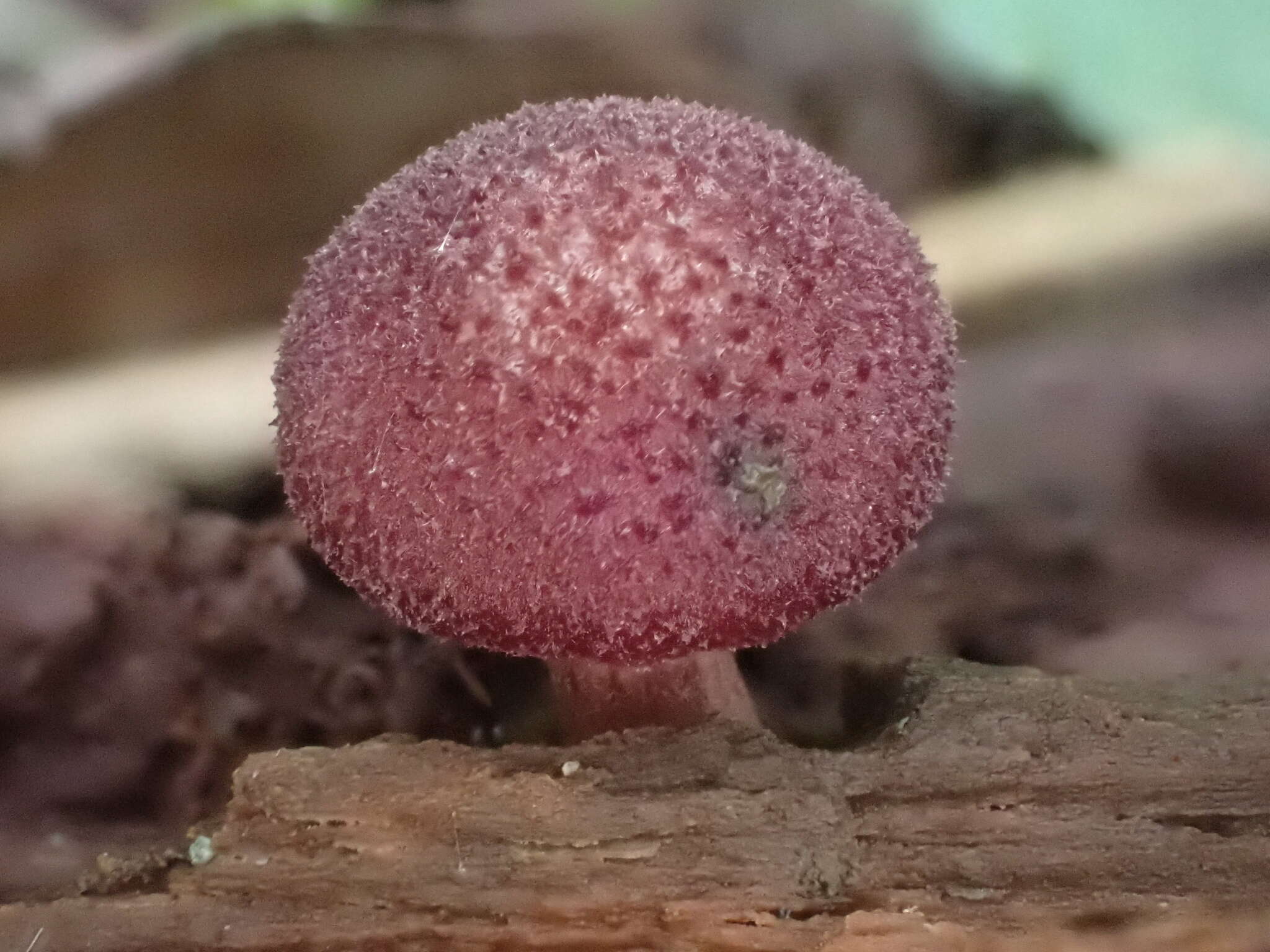 Imagem de Gymnopilus aeruginosus (Peck) Singer 1951