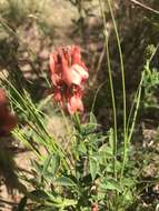 Слика од Indigofera complanata Spreng.