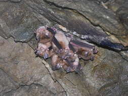 Image of little Japanese horseshoe bat