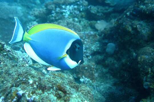 Image of Blue Surgeonfish