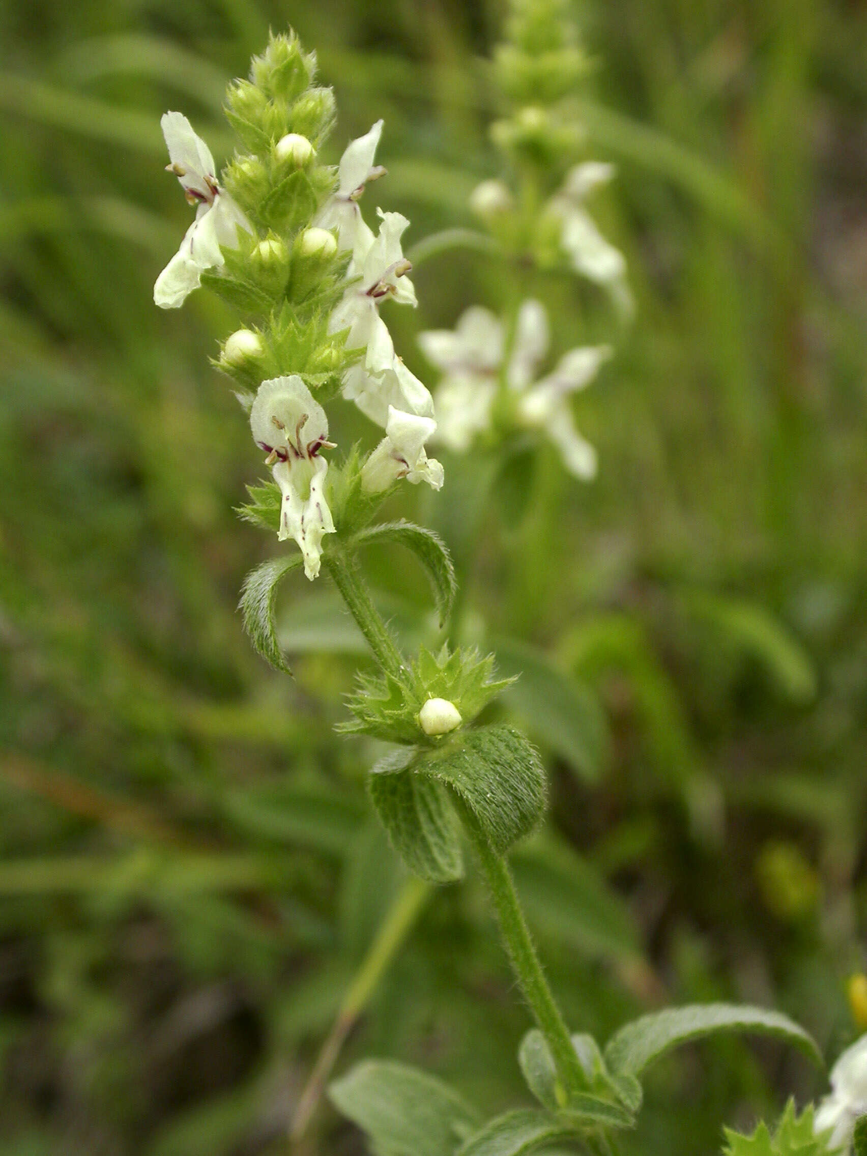 Image of stiff hedgenettle