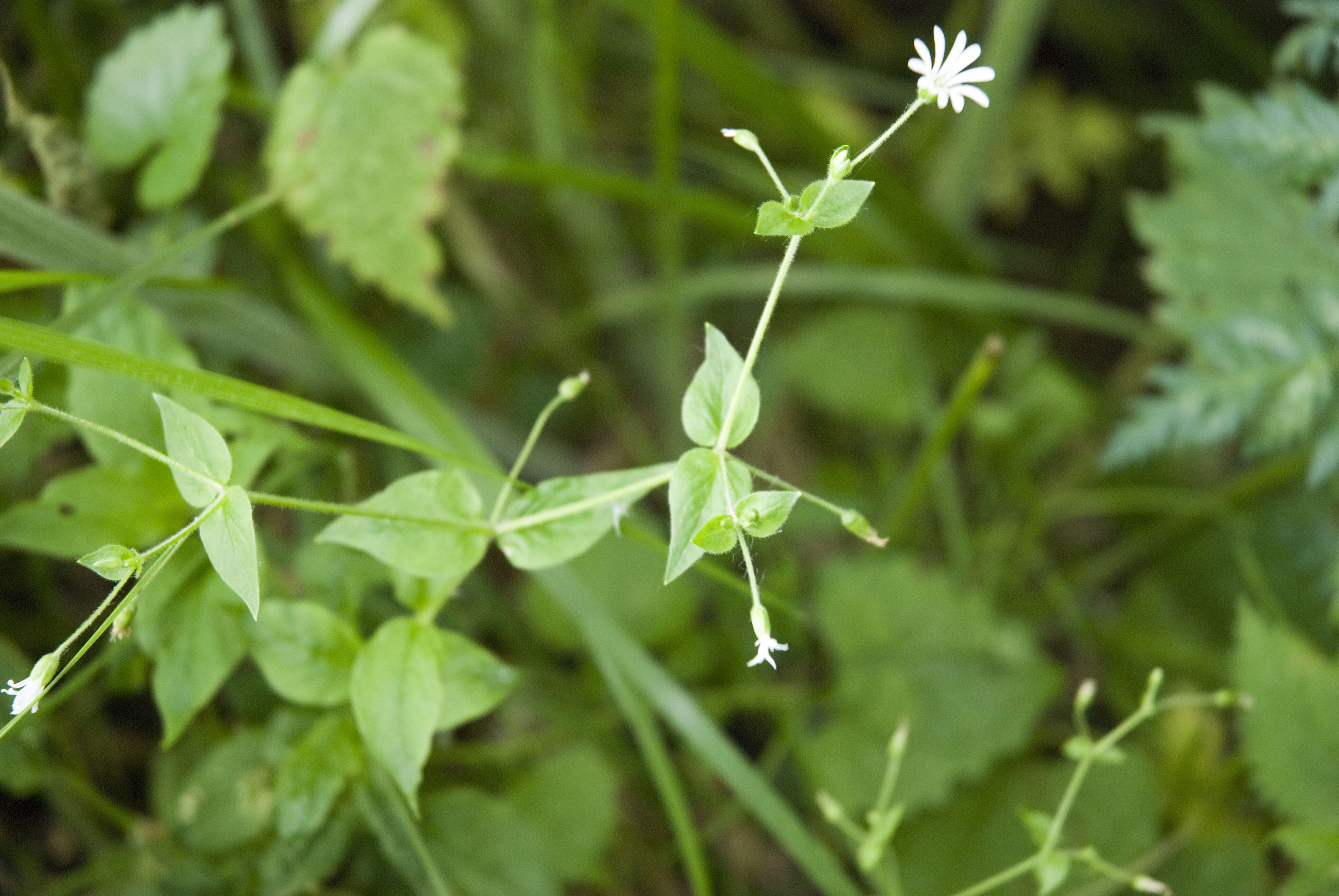 Image of wood stitchwort