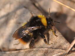 Image of Early bumblebee