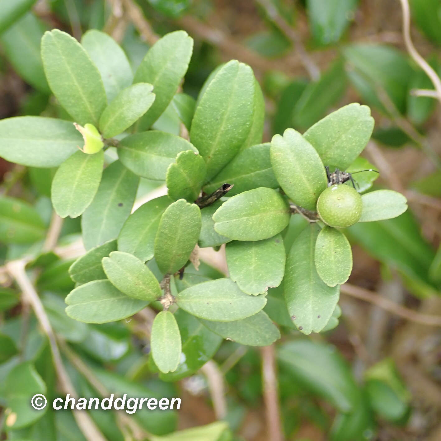 Atalantia buxifolia (Poir.) Oliv. resmi