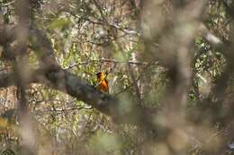 Image of Orange-backed Oriole