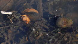 Image of Lister's River Snail