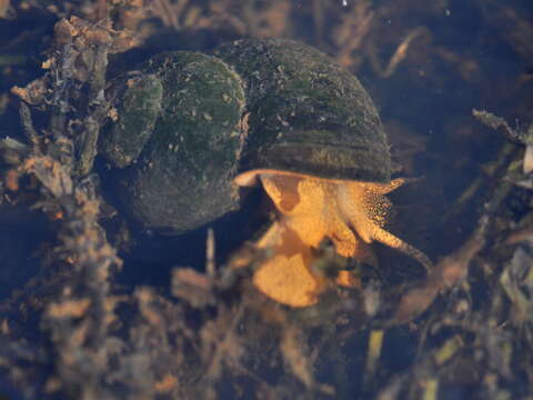 Image of Lister's River Snail