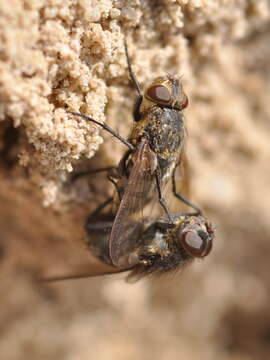 Image of Cluster fly