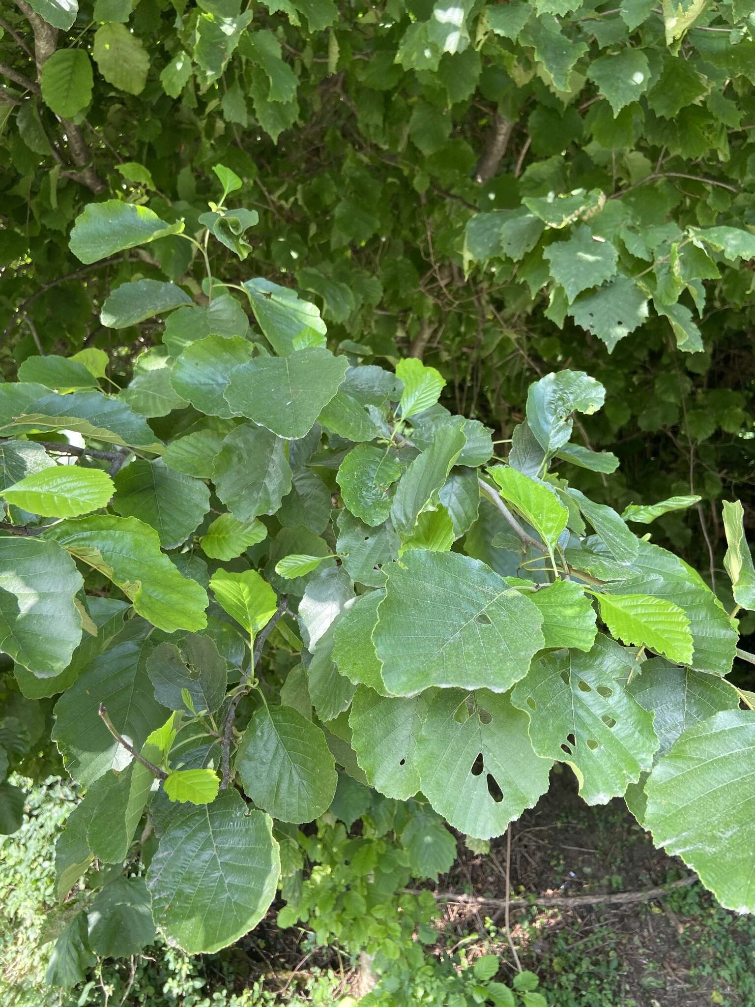 Imagem de Alnus glutinosa subsp. barbata (C. A. Mey.) Yalt.