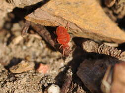 Imagem de Trombidium holosericeum