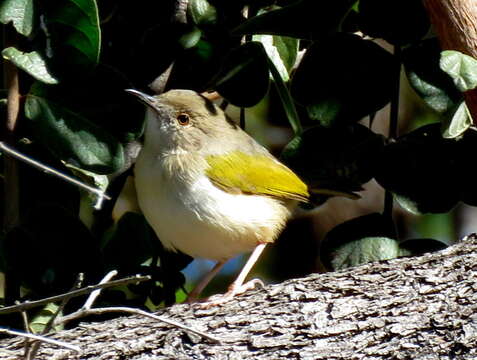 <i>Camaroptera brachyura intercalata</i>的圖片