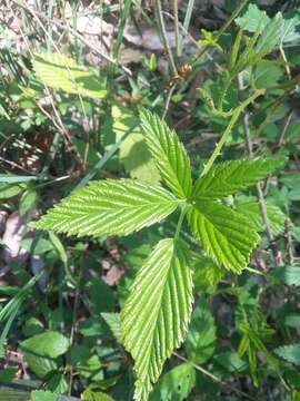 Слика од Rubus pensilvanicus Poir.