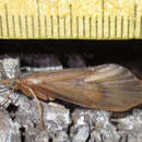 Onocosmoecus unicolor (Banks 1897)的圖片