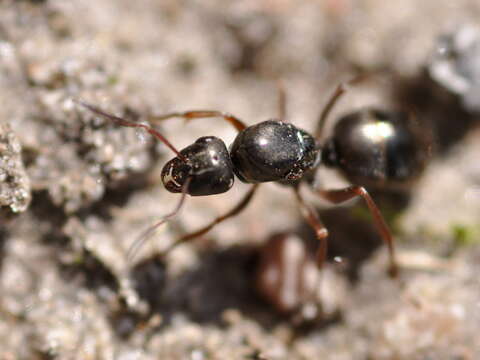 Слика од Formica cinerea Mayr 1853