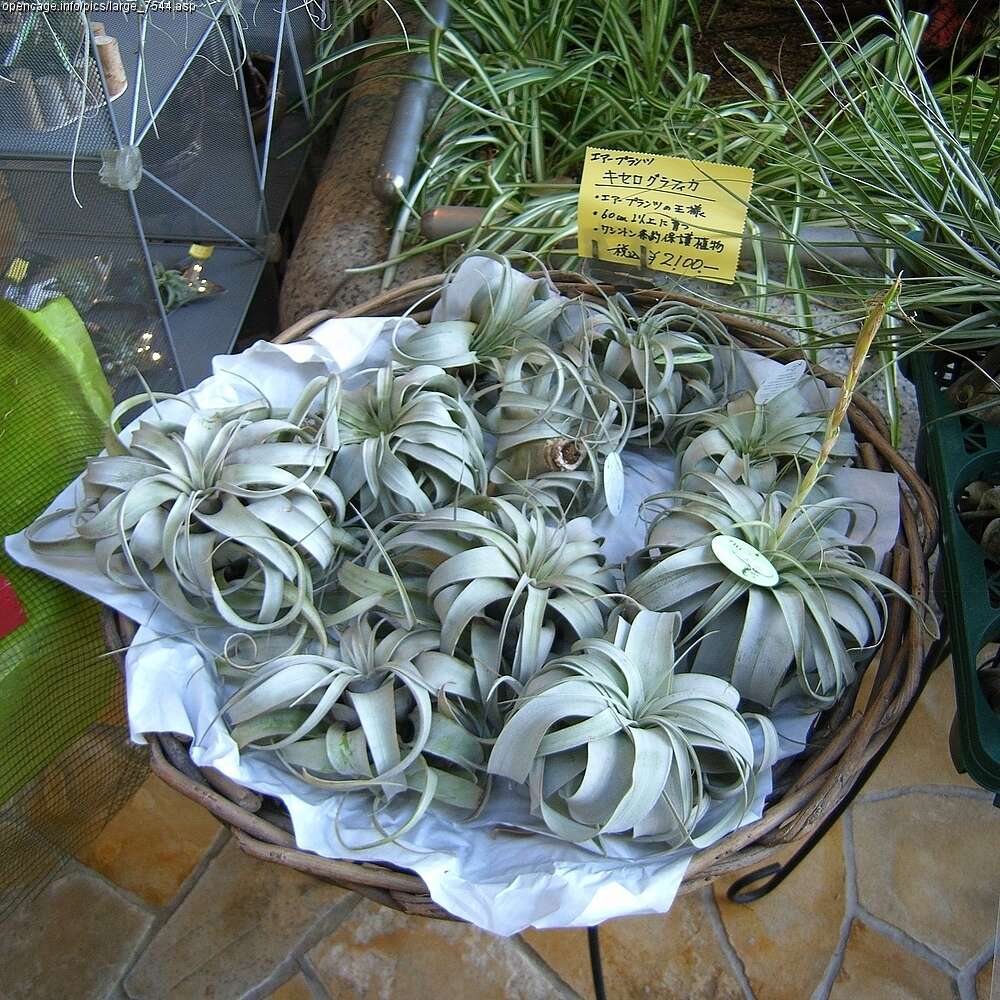 Image of Giant Tillandsia