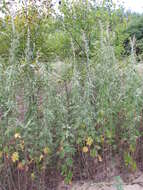 Imagem de Artemisia argyi H. Lév. & Vaniot