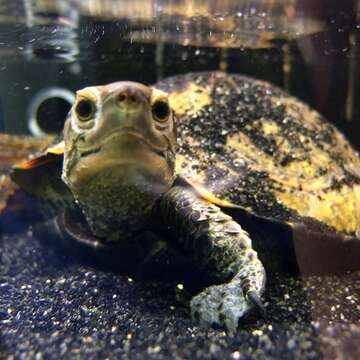 Image of Japanese Pond Turtle