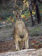 Image of Tasmanian forester kangaroo