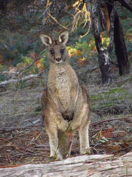 Слика од Macropus giganteus tasmaniensis Le Souef 1923