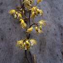 Image of Black bootlace orchid