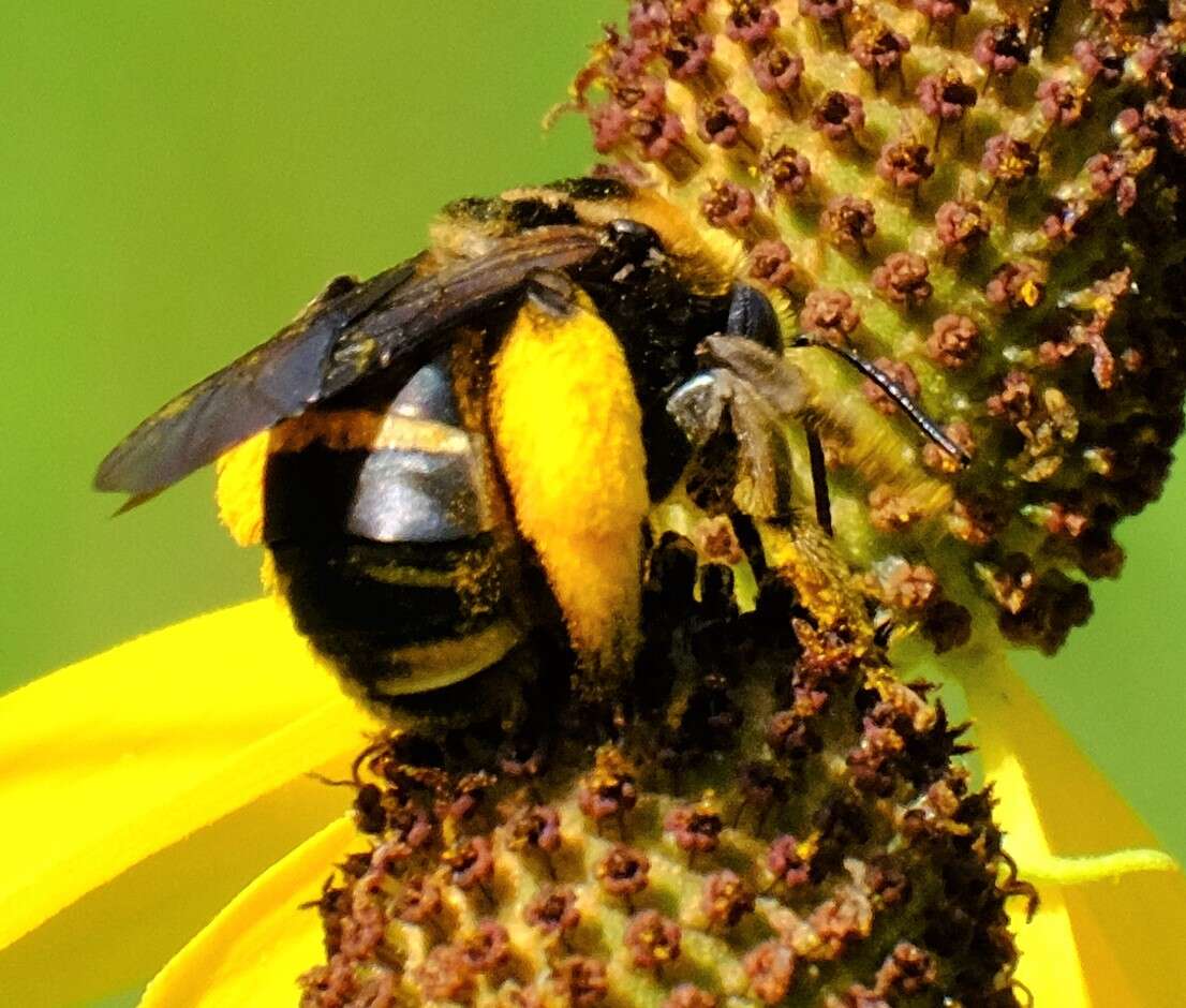 Image of Svastra obliqua caliginosa (Cresson 1879)