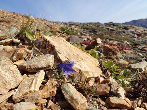 Plancia ëd Campanula lasiocarpa Cham.