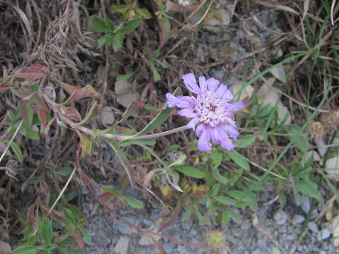 Image of Lomelosia olgae (Albov) J. Soják