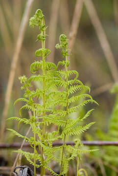 Image of Marsh Fern