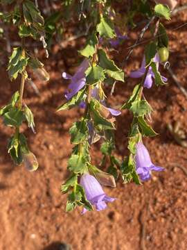 Image of Eremophila incisa Chinnock