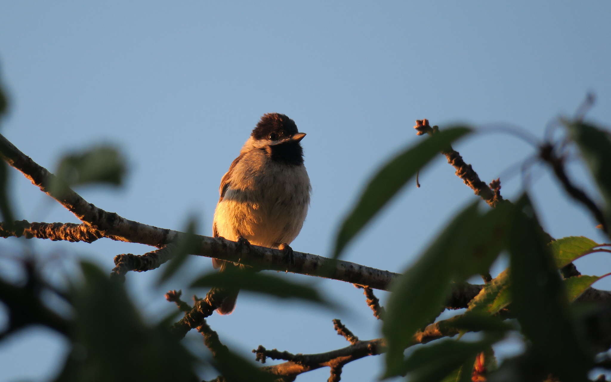 Image of Sombre Tit