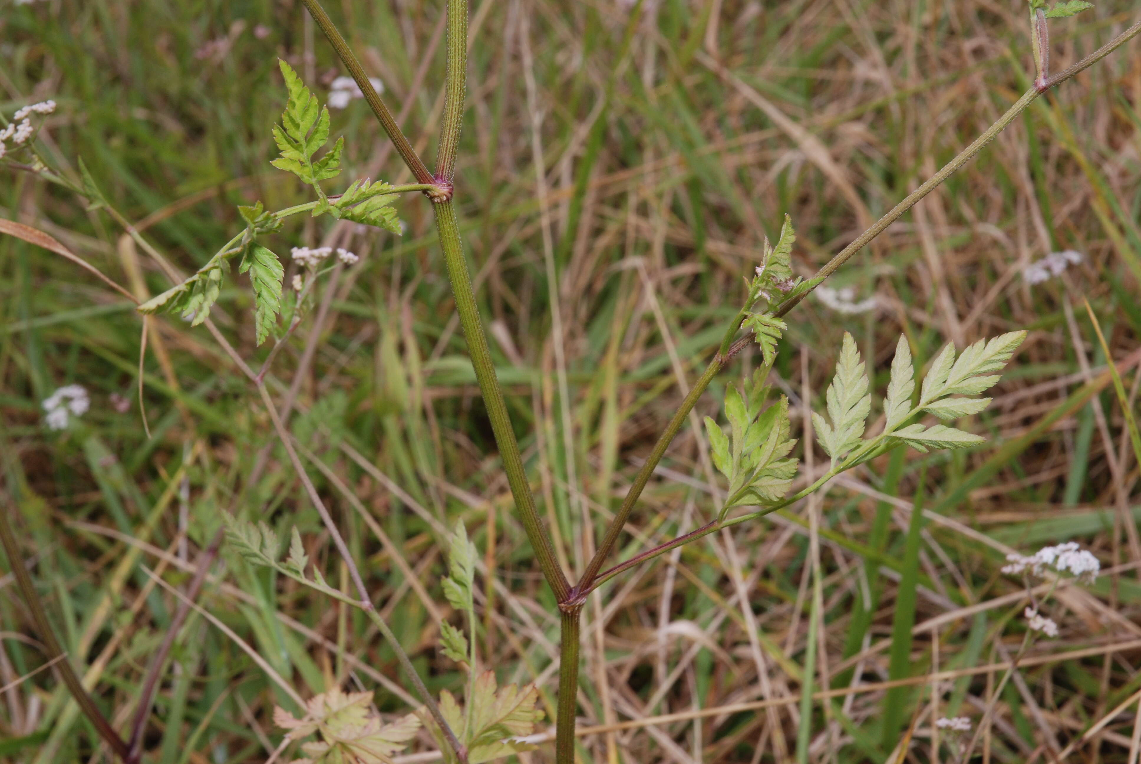 Torilis japonica (Houtt.) DC. resmi