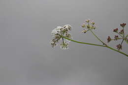 Image of Japanese hedge-parsley