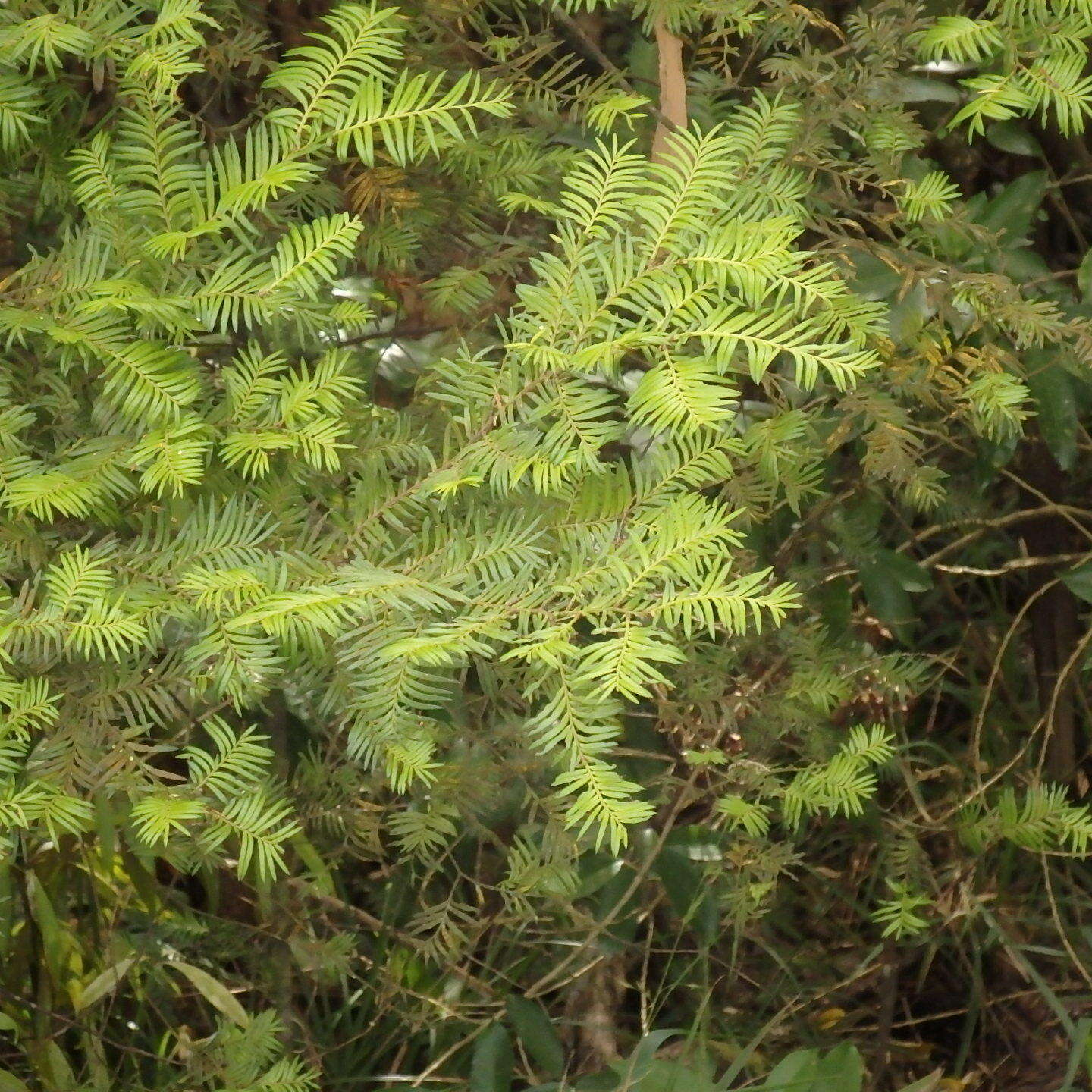 Image of Brown Pine