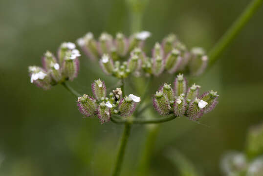 Image of Japanese hedge-parsley