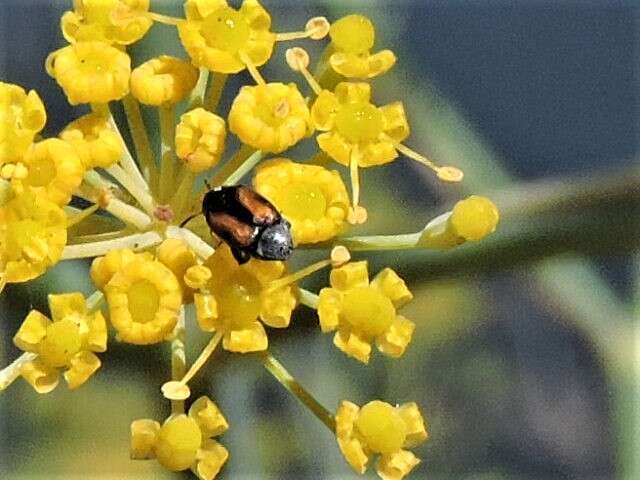 Image of Leaf beetle