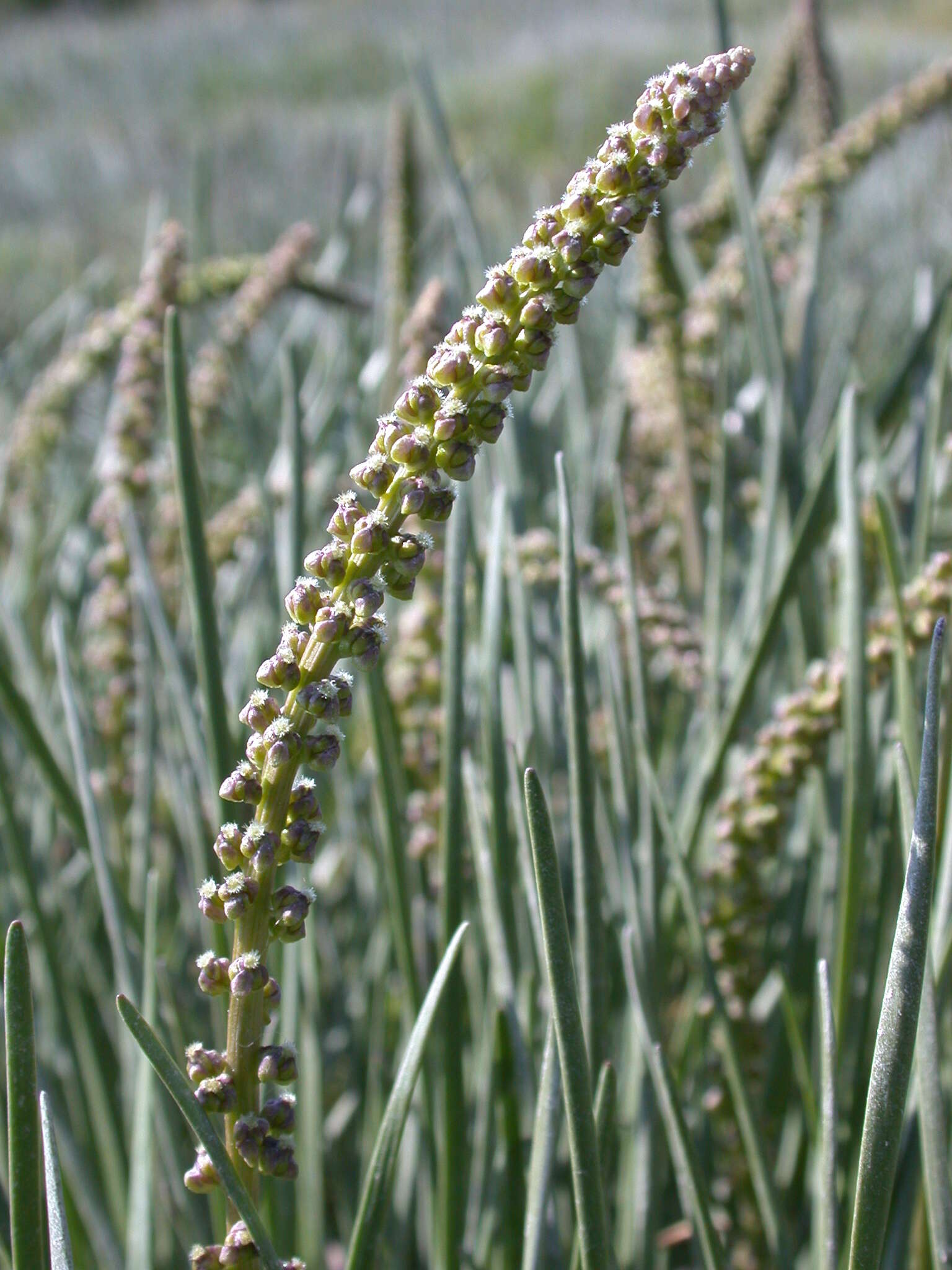 Image of Sea Arrowgrass