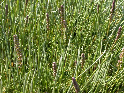 Image of Sea Arrowgrass