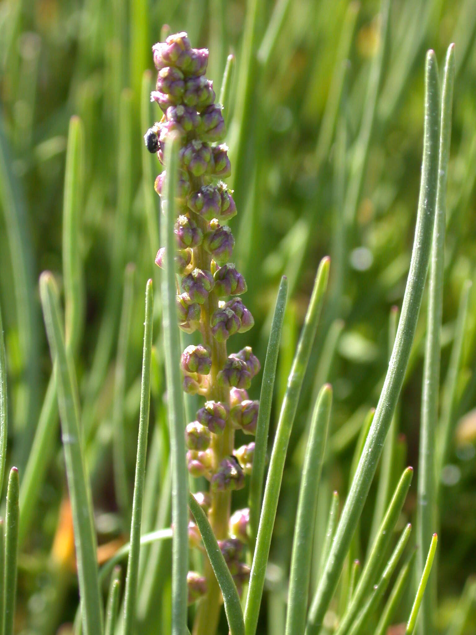 Image of Sea Arrowgrass