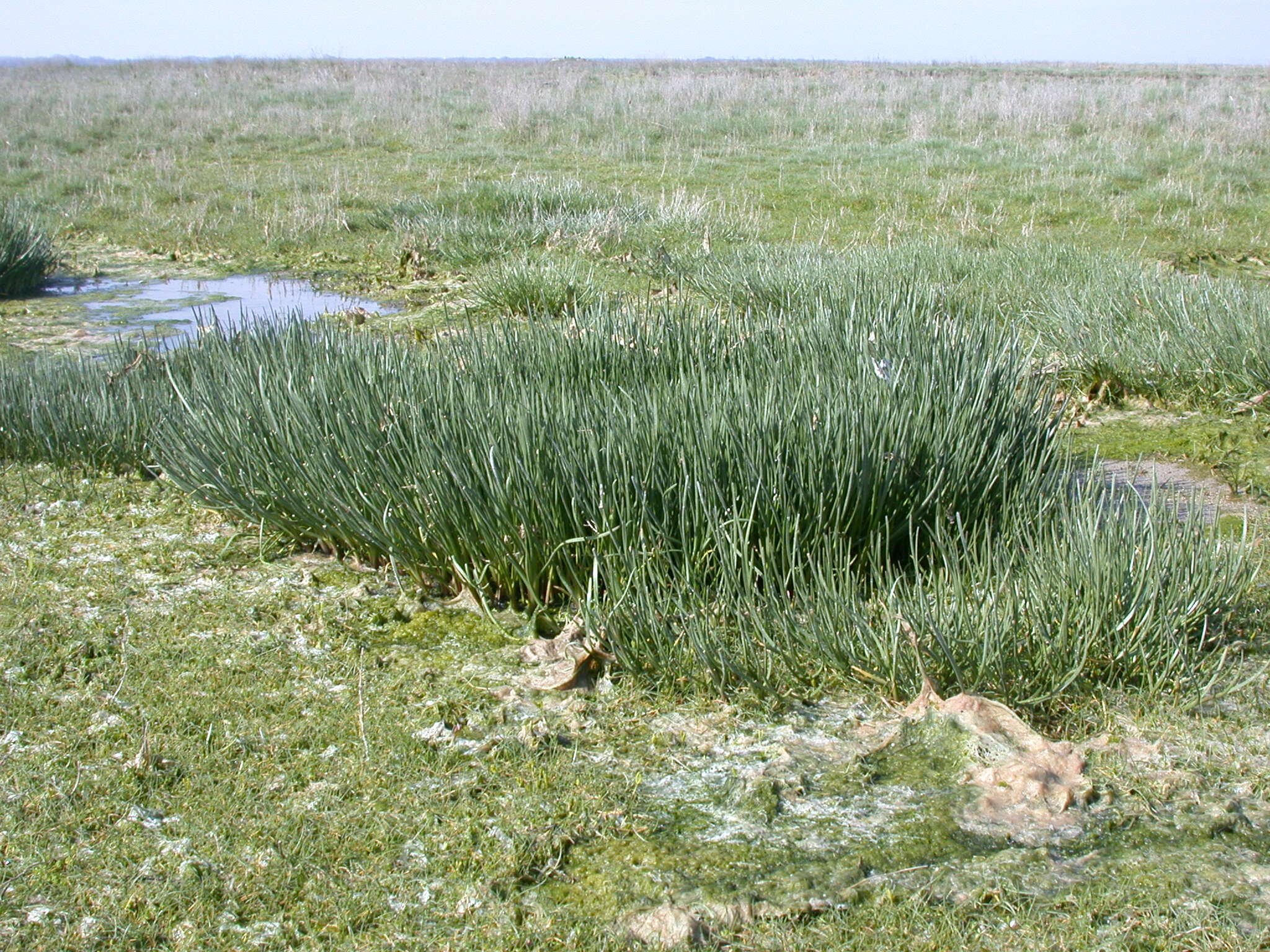 Image of Sea Arrowgrass