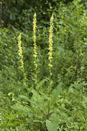 Verbascum nigrum L. resmi