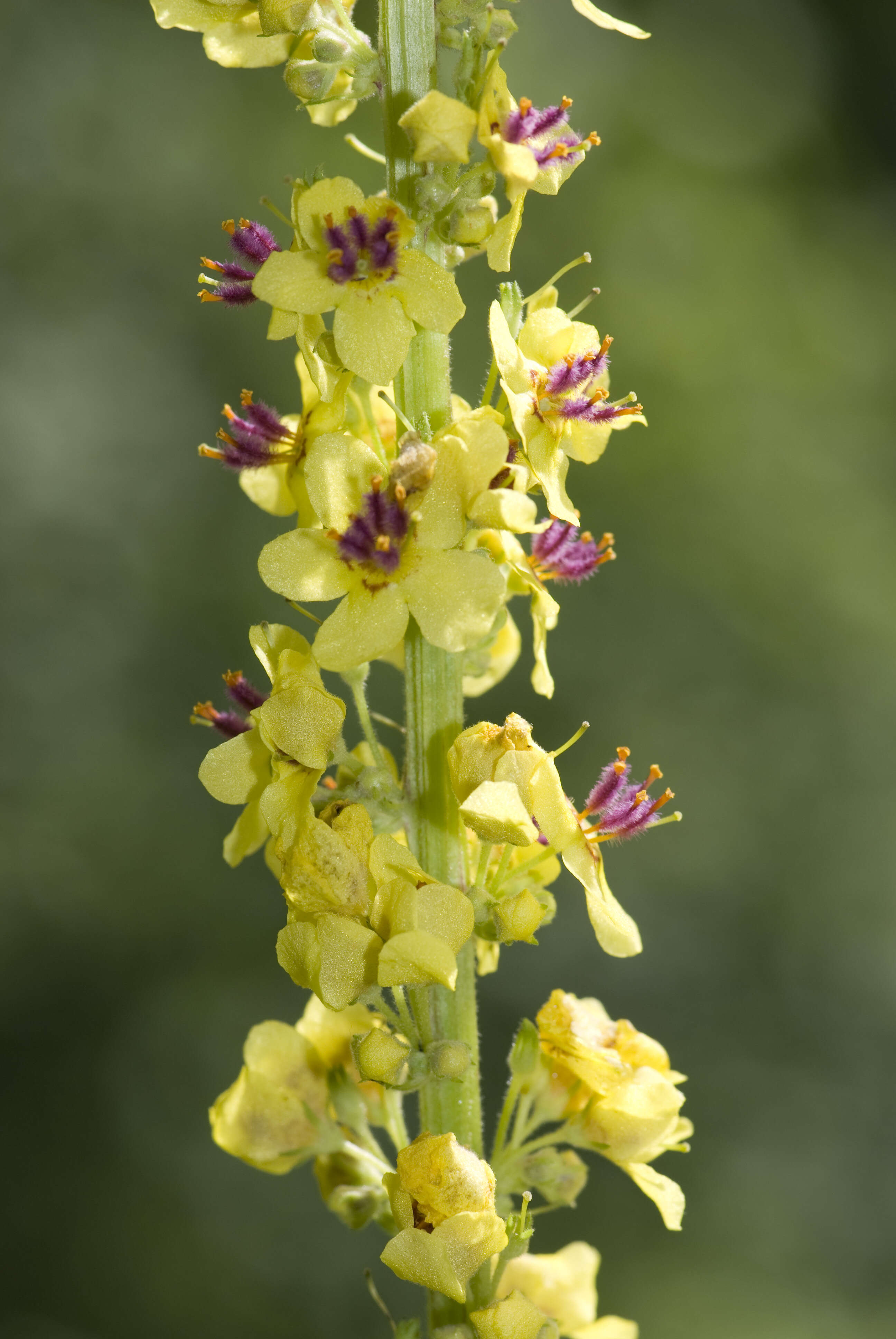 Verbascum nigrum L. resmi