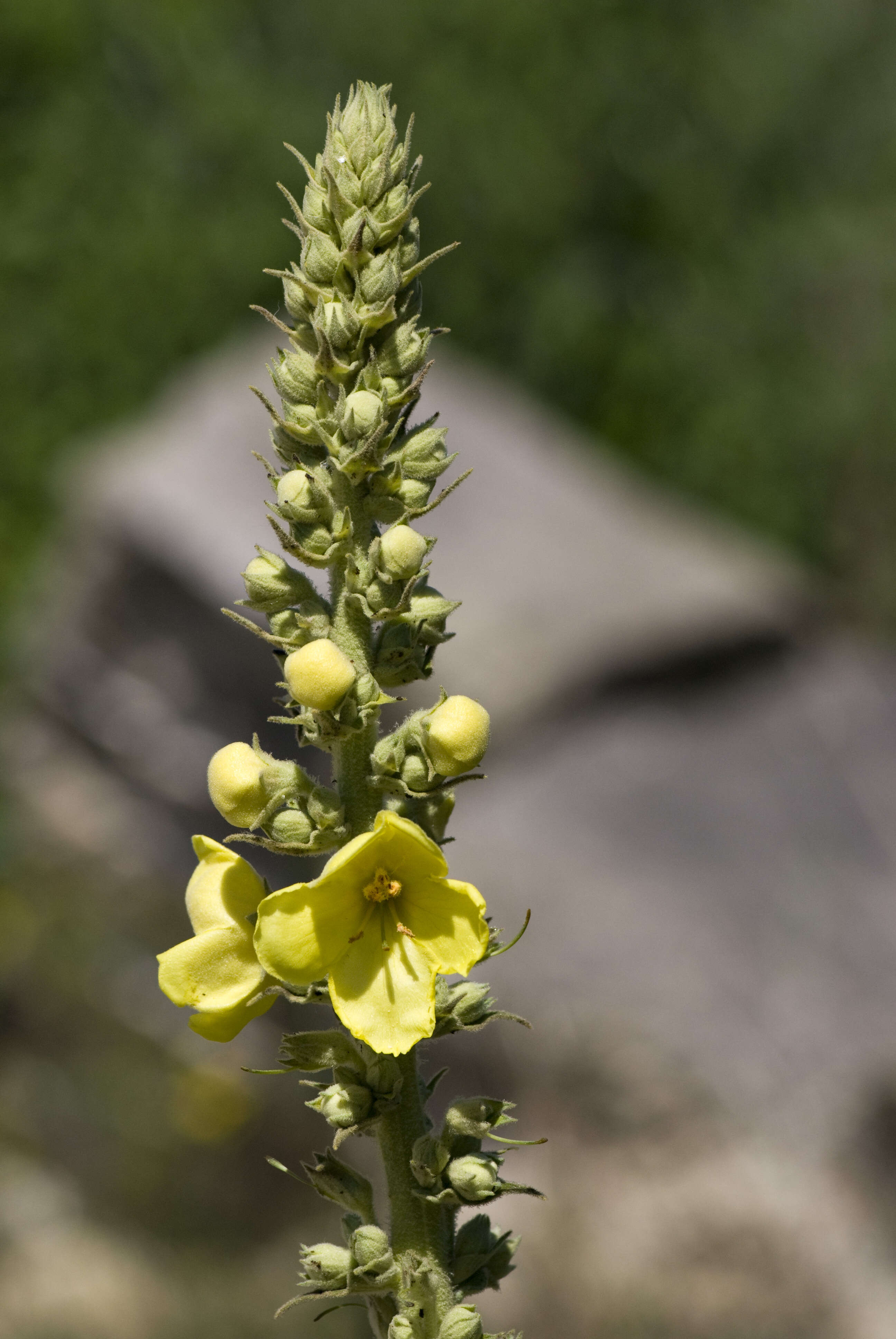 Image of Great Mullein