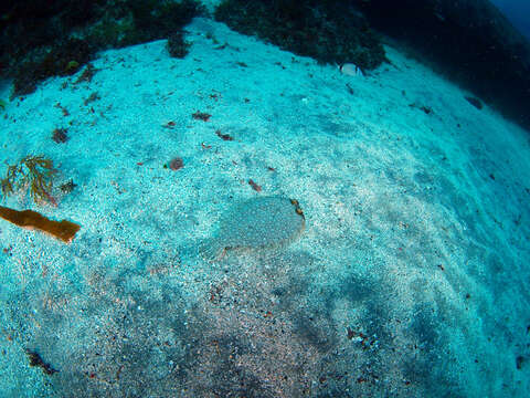 Image of Wide-eyed Flounder